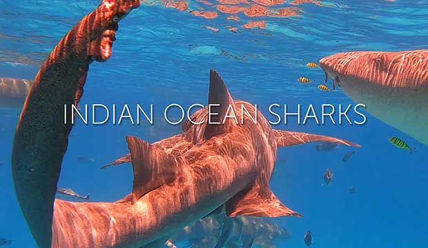 INDIAN OCEAN SHARKS