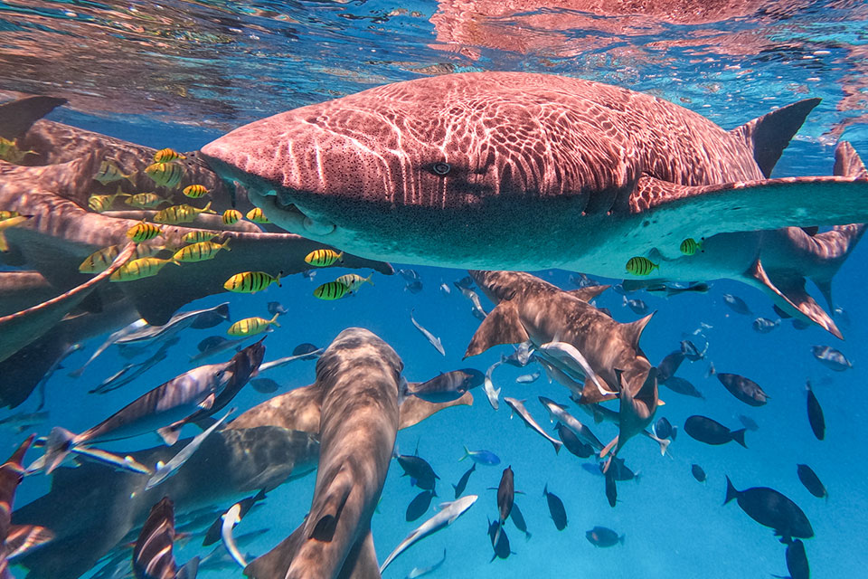 Creative Visual Content for Travel, Tourism, and Marine Brands